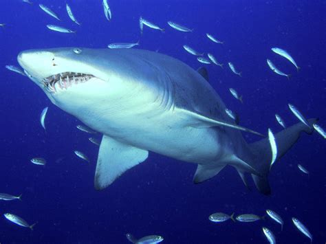 鲨鱼额药用价值 鲨鱼的功效和作用