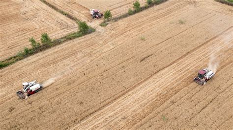“三夏”大规模小麦机收展开