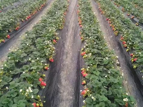 一亩地能种多少草莓