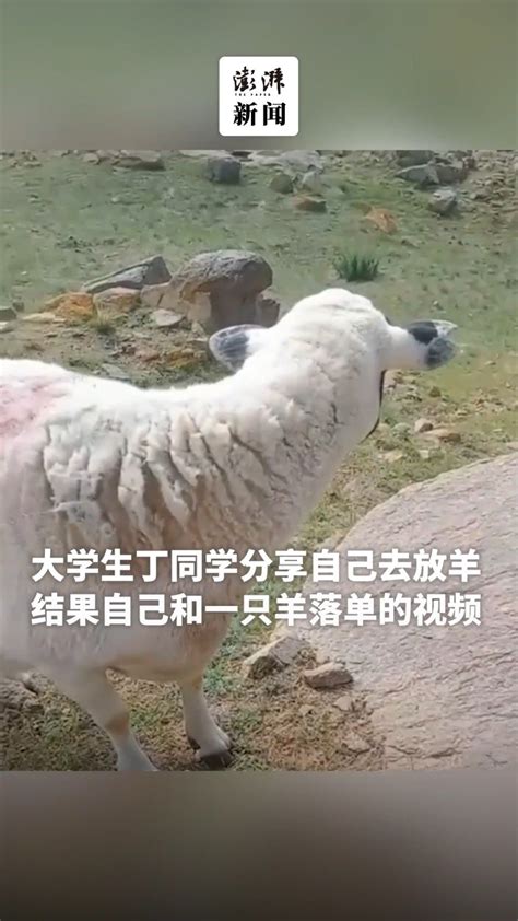 一大学生放羊把自己和羊放丢了