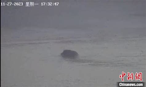 一头野猪横渡长江被拍
