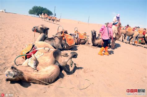 一年游客爆满骆驼累趴