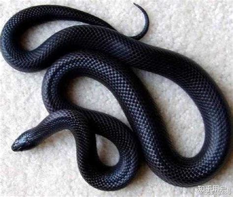 一条黑蛇取名字
