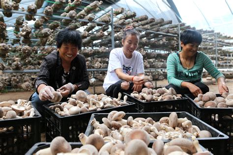 三江香菇种植