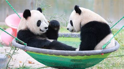 上海动物园玩一天还是半天