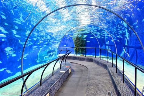 上海海洋水族馆值得一去吗