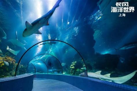 上海海洋水族馆多久能逛完