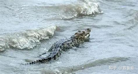 上海警方回应黄浦江畔出现鳄鱼