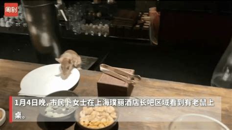 上海酒店惊现18斤老鼠