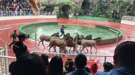 上海野生动物园百兽山表演