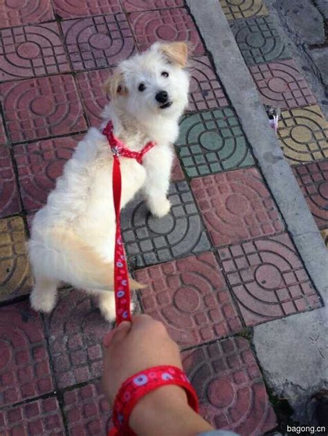 上海领养狗