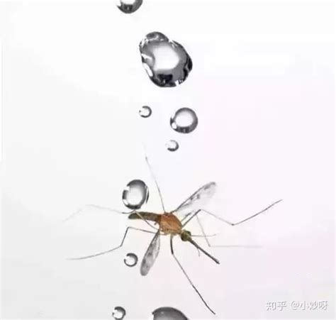 下雨天蚊子为什么不怕被雨滴砸死