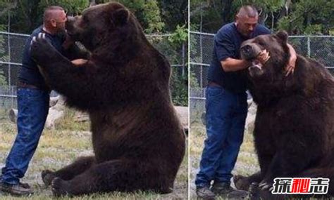 世界上体型最大的熊