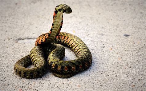 世界上最可怕的毒蛇有哪些