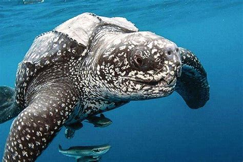 世界上最大海龟多少米
