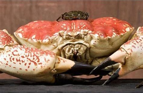 世界上最大的螃蟹王