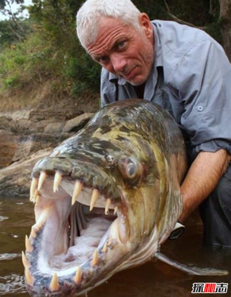 世界上最大的鱼排名