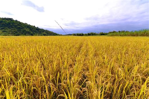 世界上最早的水稻出自哪里