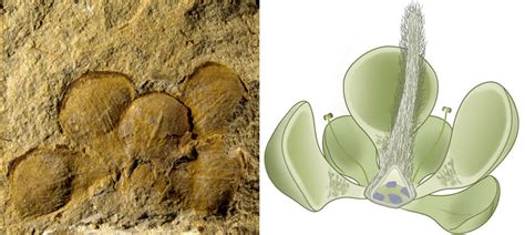 世界上最早的花化石