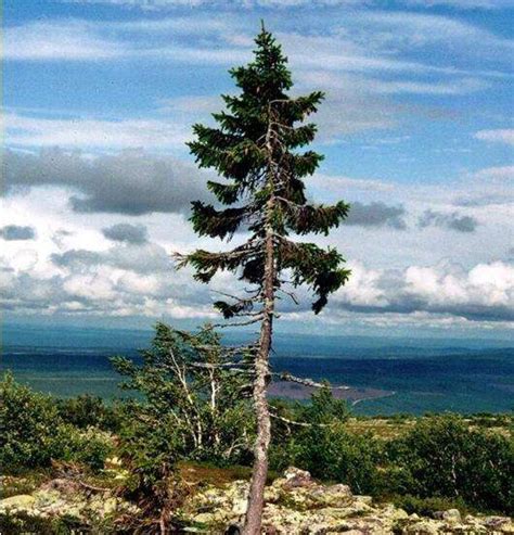 世界上最长寿的树