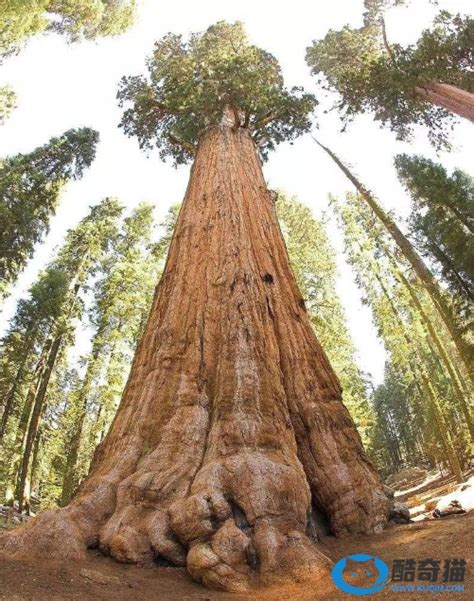 世界十大巨树排名