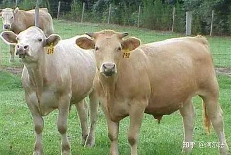 世界十大肉牛品种图片