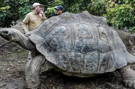世界史上体型最大的海龟