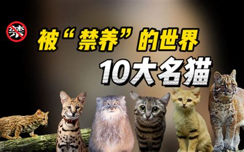 世界禁养六大名猫