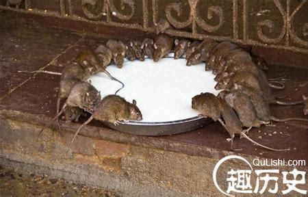 东北农场发现30斤重老鼠