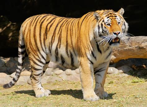 东北虎为什么被称为一级保护动物