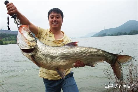 东江鱼批发多少钱一斤