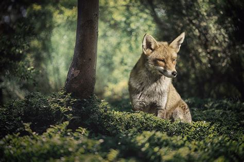 两只狐狸在森林里生存