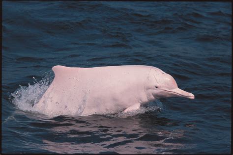 中华白海豚数量