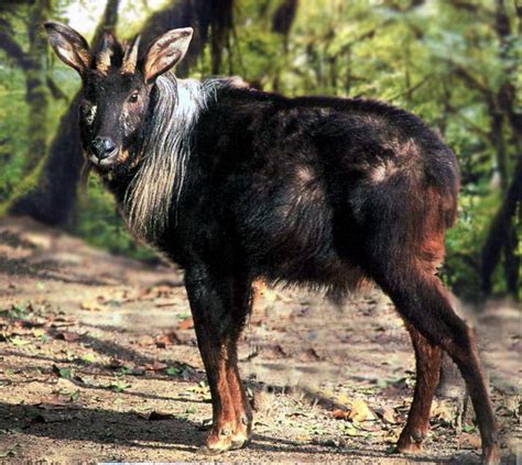中华鬣羚稀有动物