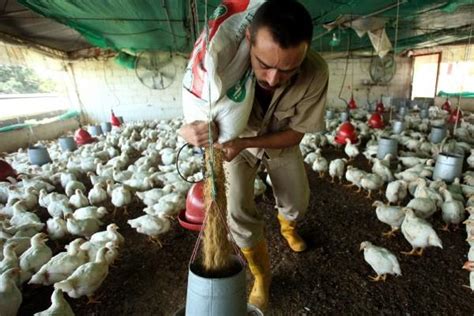 中国与巴拿马签订禽肉输华协议
