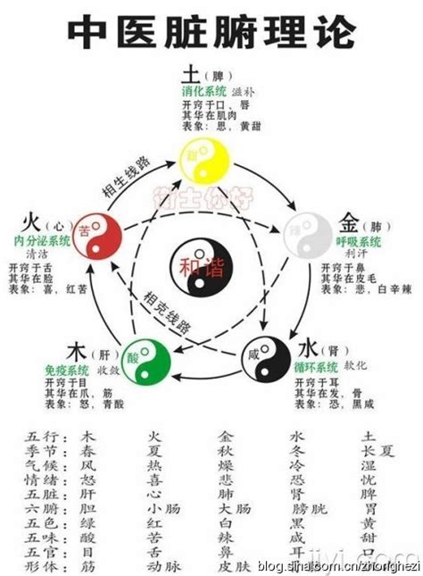 中国五脏养生理论