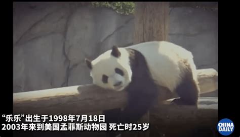 中国关于旅美大熊猫一事回应