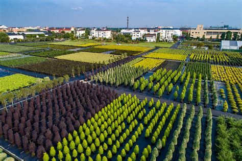 中国北方绿化苗木基地
