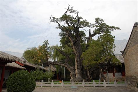 中国十大千年古树