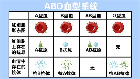 中国发现罕见的血型