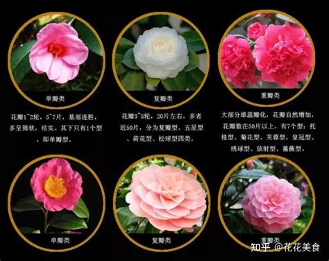 中国名花50种