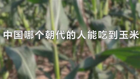 中国哪个朝代的人开始吃上玉米