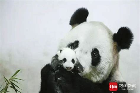 中国大熊猫在国外死亡了怎么办