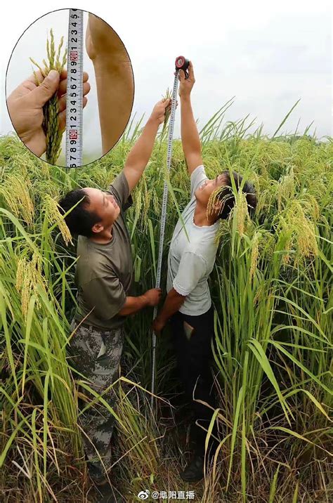 中国巨型水稻试验成功了吗