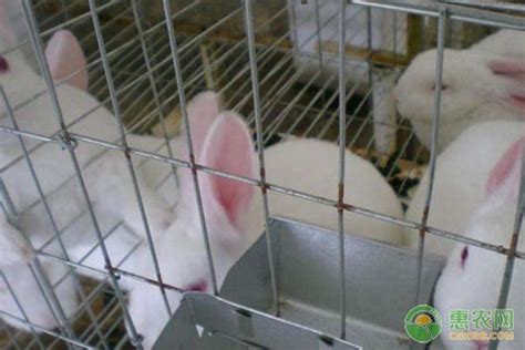 中国最大批发兔肉市场