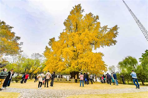 中国最大银杏树排名