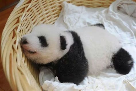 中国最小的熊猫幼崽