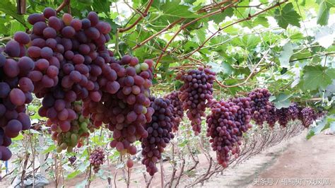 中国的葡萄种植大省