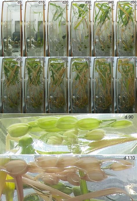 中国空间站水稻幼苗已长至30厘米
