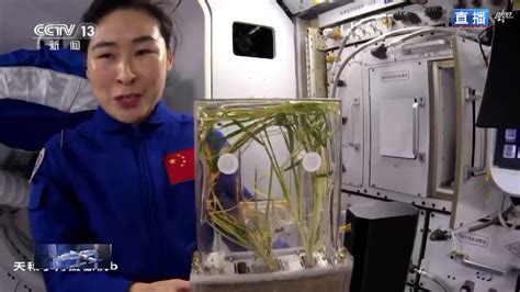 中国空间站里的水稻长势良好